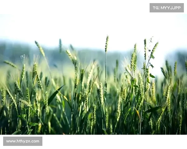 小满时节体验乡村生活的独特魅力与最佳时机探索