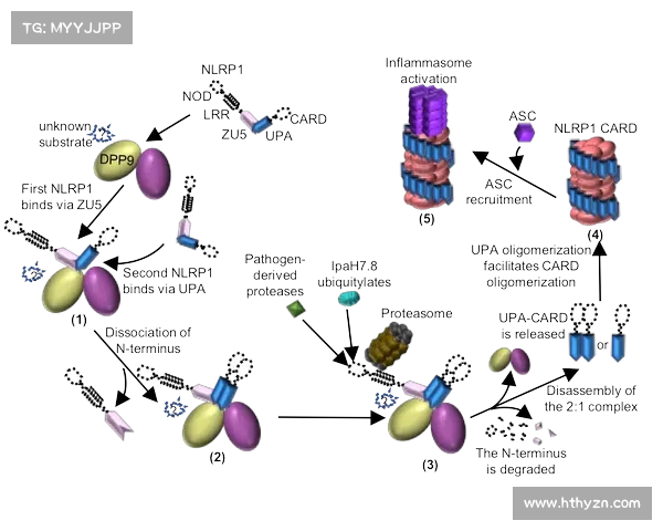 冰虫鳞片的五大结构与功能特点及其生物学意义分析